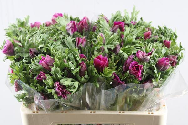 <h4>Anem Co Galil Purper</h4>