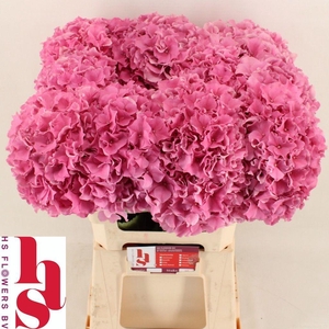 Hydrangea royal breeze (pink)