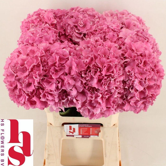 <h4>Hydrangea royal breeze (pink)</h4>