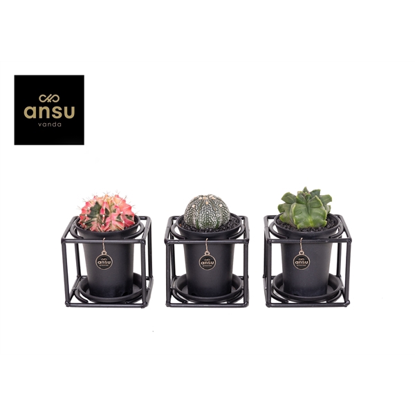 <h4>Exclusive Cactus Mix in design frame</h4>