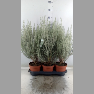 Ozothamnus diosm.