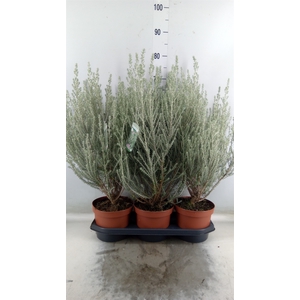 Ozothamnus diosm.
