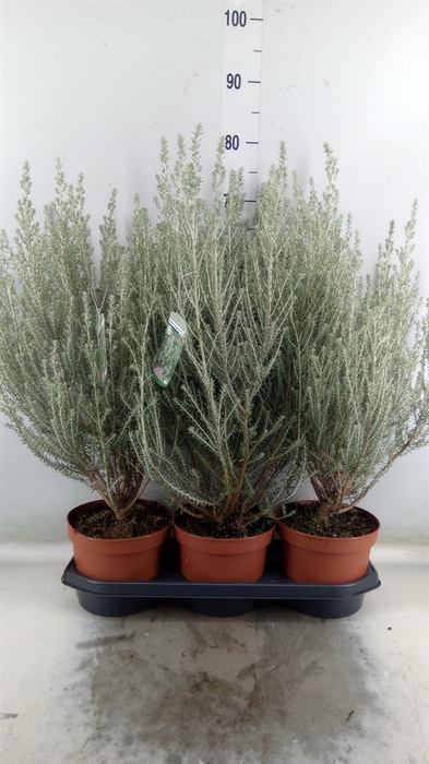 <h4>Ozothamnus diosm.</h4>