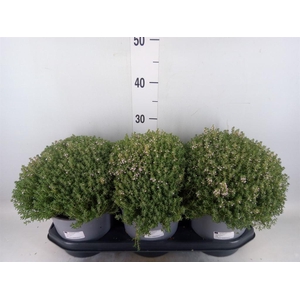Thymus vulgaris