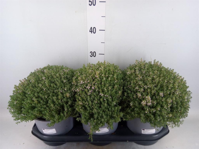 <h4>Thymus vulgaris</h4>