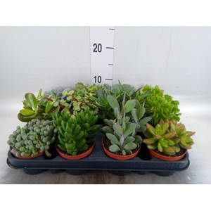 Succulents   ...