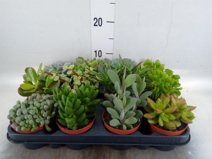 <h4>Succulents   ...</h4>