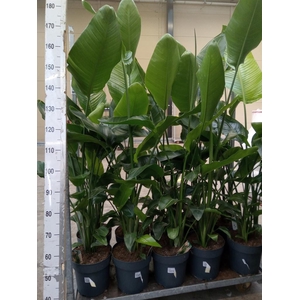 Strelitzia nicolai