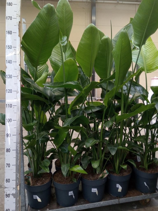 <h4>Strelitzia nicolai</h4>