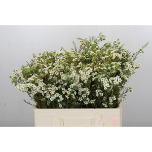 Chamelaucium Dancing Queen White
