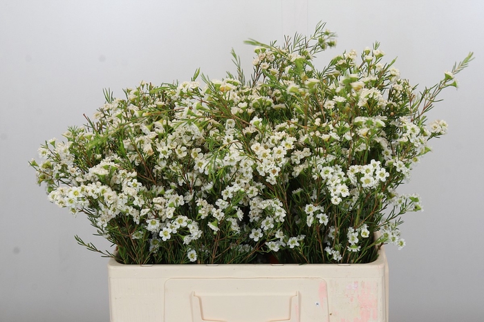 <h4>Chamelaucium Dancing Queen White</h4>