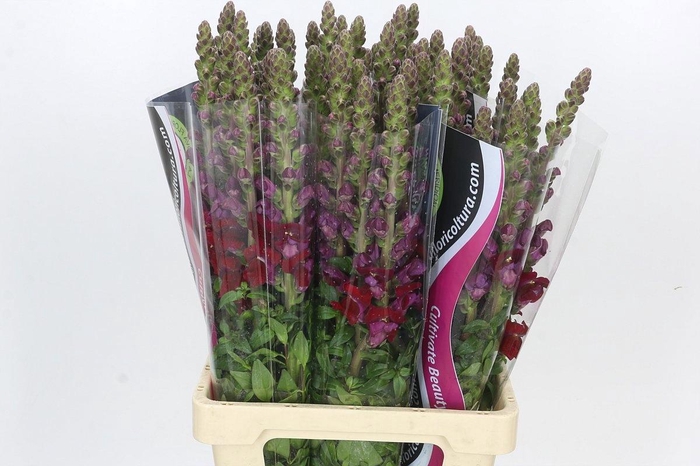 <h4>ANTIR POTO RED</h4>