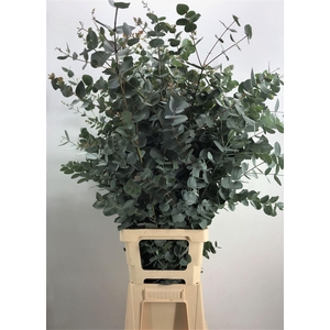 EUCA CINEREA XXL 500GR