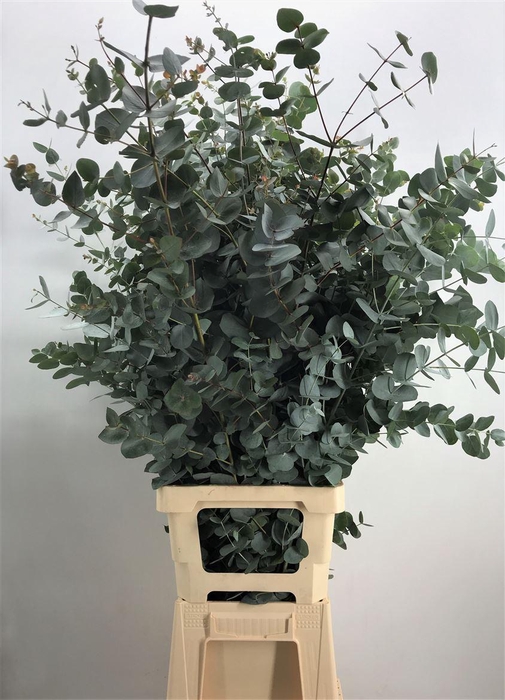 <h4>EUCA CINEREA XXL 500GR</h4>