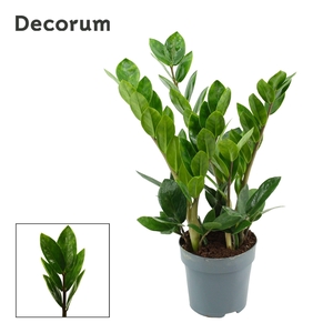 Zamioculcas Lima 10,5 cm Decorum 35 cm, 4+ veren