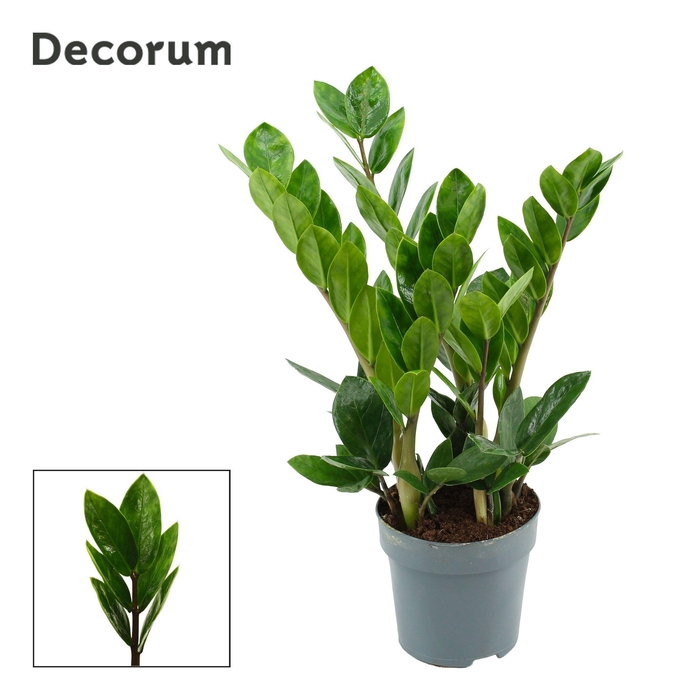 <h4>Zamioculcas Lima 10,5 cm Decorum 35 cm, 4+ veren</h4>