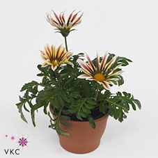 Gazania rig. 'Daybreak Rose Stripe'