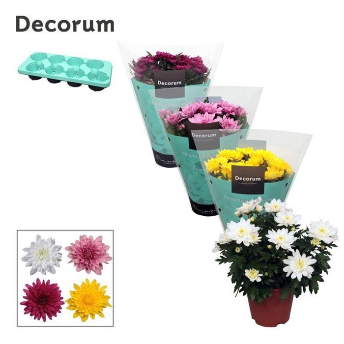 <h4>Chrysanthemum Chrystal gemengd</h4>