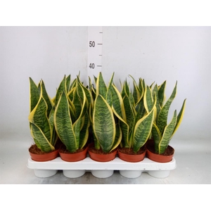 Sansevieria trifa. 'Futura Superba'