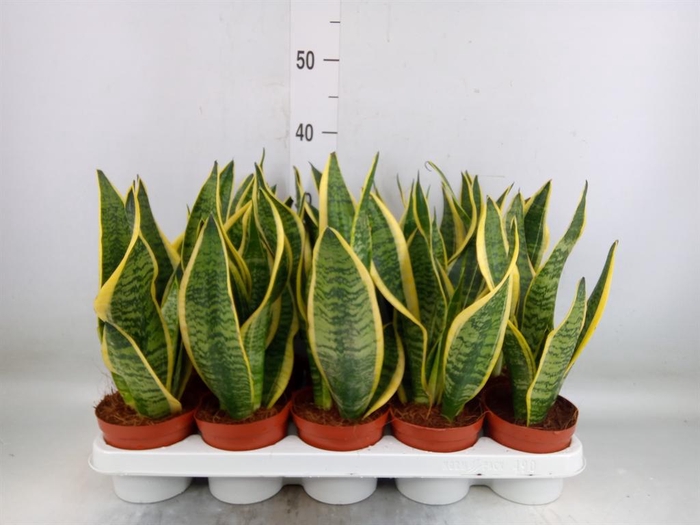 <h4>Sansevieria trifa. 'Futura Superba'</h4>