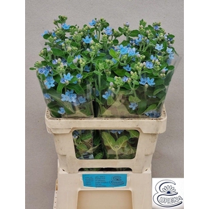 OXY CO TAN PURE BLU