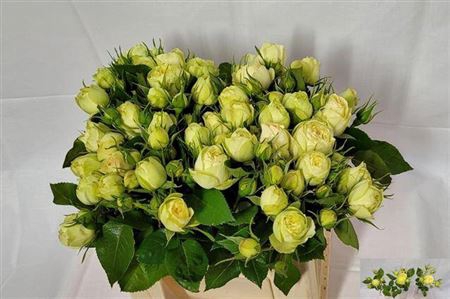 <h4>R Tr Lemon Piano Freiland</h4>