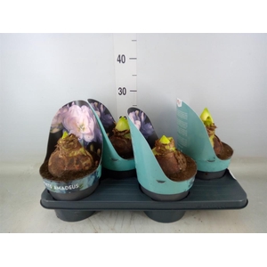 Hippeastrum DG 'White Amadeus'