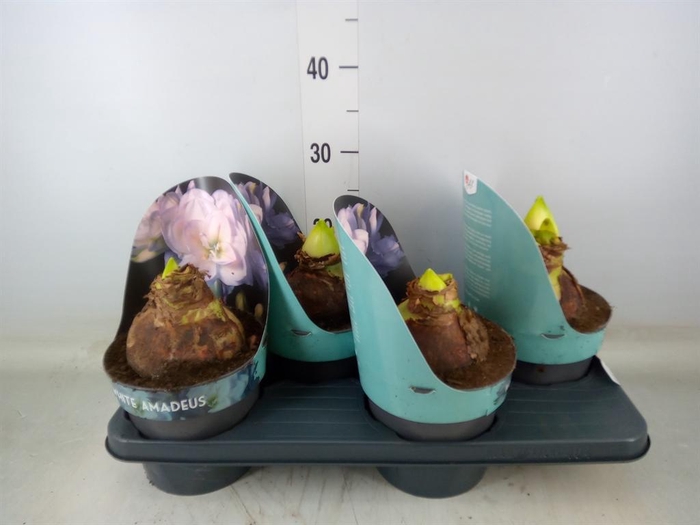 <h4>Hippeastrum DG 'White Amadeus'</h4>