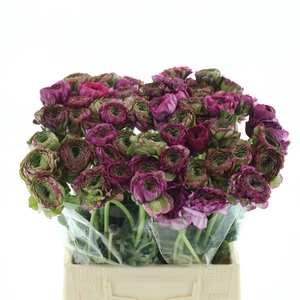 Ran Ponpon Malva Lila Extra