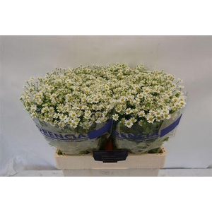 Tana Pa Single Vegmo