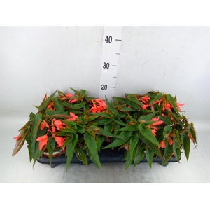 Begonia boliv. 'Beauvilia Salmon'