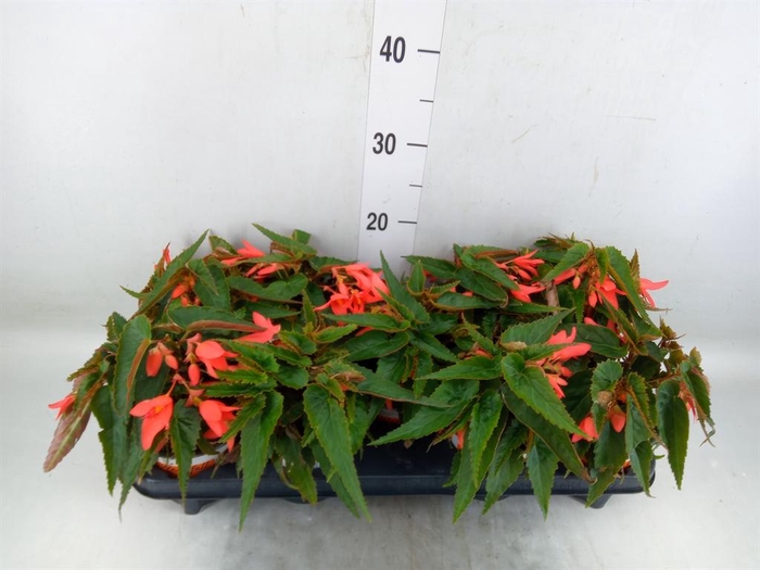<h4>Begonia boliv. 'Beauvilia Salmon'</h4>