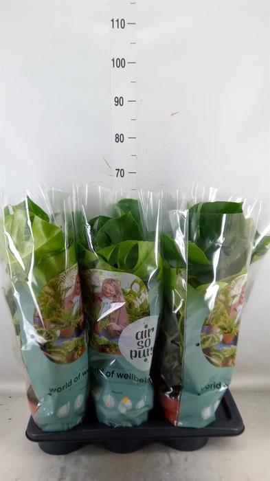 <h4>Monstera delic.</h4>