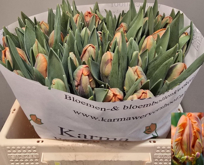 <h4>TU PA IRENE PARROT</h4>