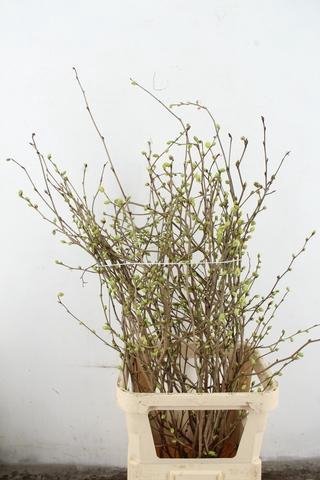 CORYLOPSIS S CYNTHIA 100CM