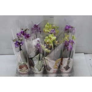 PHALAENOPSIS MINI P06