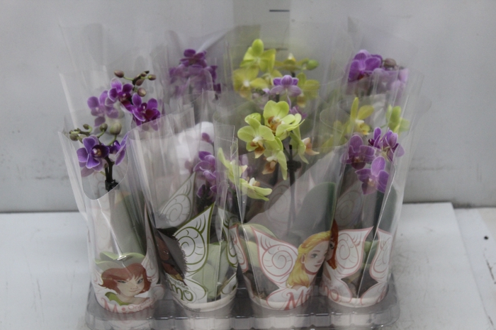 <h4>PHALAENOPSIS MINI P06</h4>