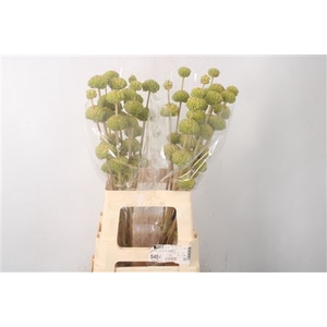 Phlomis Tuberosa