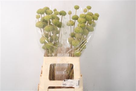 <h4>Phlomis Tuberosa</h4>