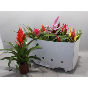 BROMELIA GEM 10 SRT