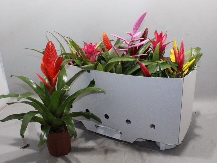 <h4>BROMELIA GEM 10 SRT</h4>