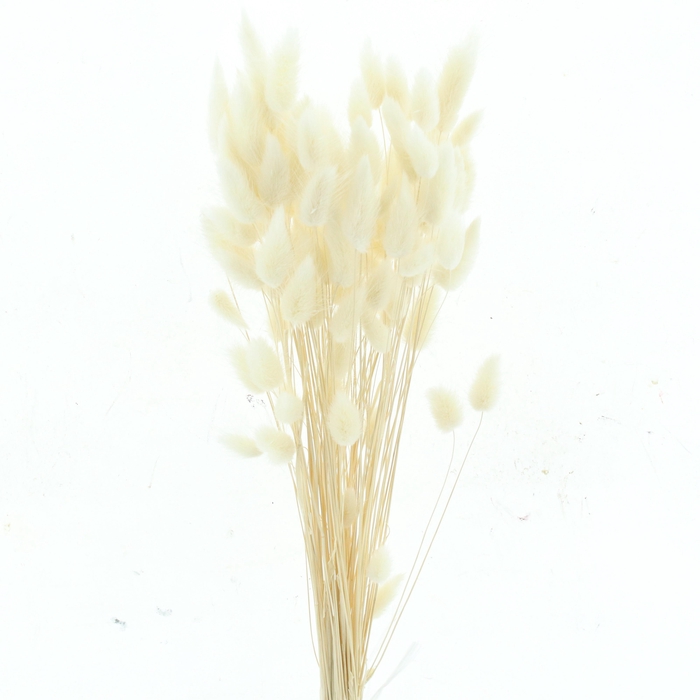 <h4>DROOGBL BEWERKT H%</h4>