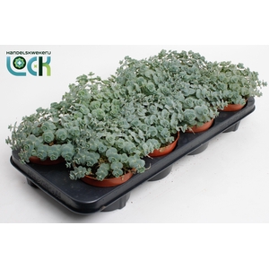 SEDUM SIEBOLDII