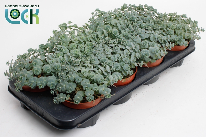 <h4>SEDUM SIEBOLDII</h4>