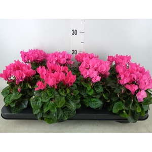 Cyclamen KL 'Compact'