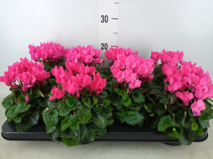 <h4>Cyclamen KL 'Compact'</h4>