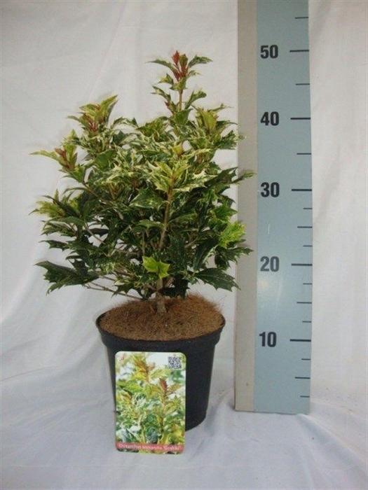 <h4>Osmanthus heterophyllus 'Goshiki'</h4>