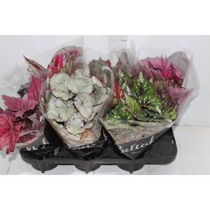 BEGONIA BELEAF P15 PO