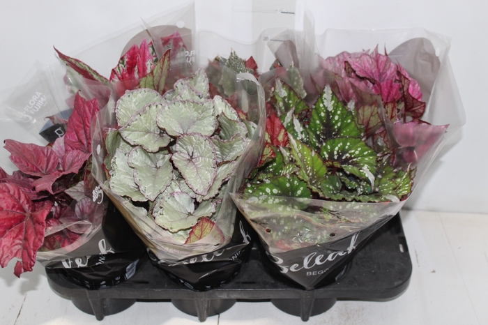 <h4>BEGONIA BELEAF P15 PO</h4>