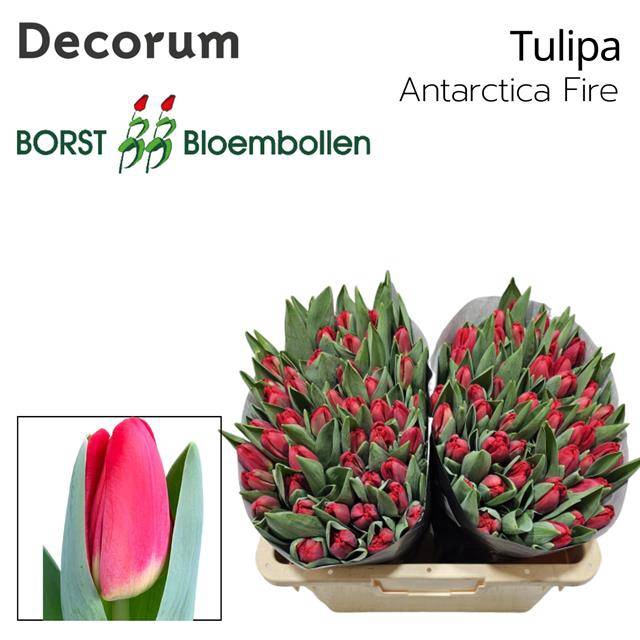 <h4>Tulipa si antarctica fire</h4>